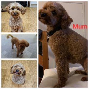 Poodle Mini – Moggill