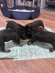 Rottweiler – Axedale