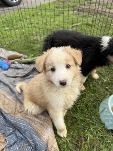 Border Collie – Leongatha