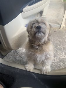 Maltese Shih Tzu – Lalor