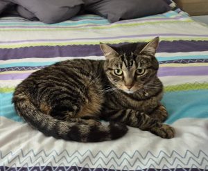 Domestic Short Hair (DSH) – Blacktown