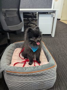 Pomeranian – Ellenbrook