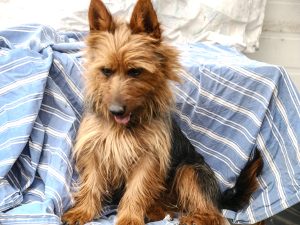 Dogs – Warwick