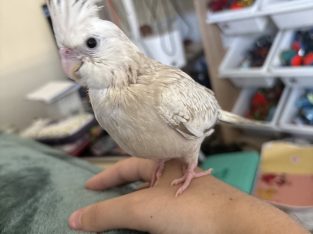 Cockatiel – Ripley