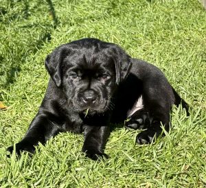 Labrador Retriever – Scotsdale