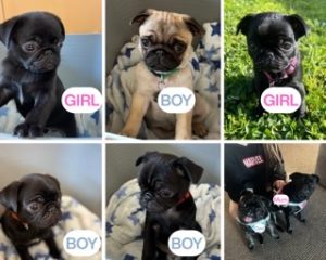 Pug – Melbourne