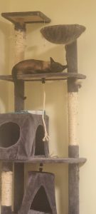 Cats – Greenway
