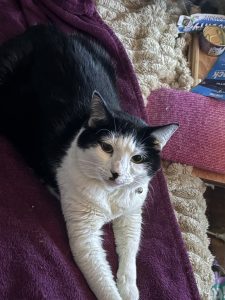 Domestic Short Hair (DSH) – Mermaid Beach