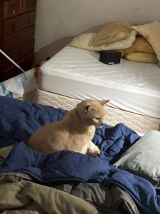 Domestic Short Hair (DSH) – Mermaid Beach