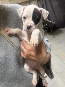 American Bulldog – Perth