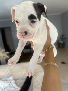 American Bulldog – Landsdale