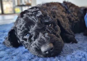 Poodle Mini – Shady Creek