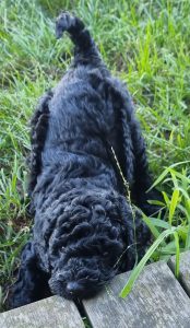 Poodle Standard – Shady Creek