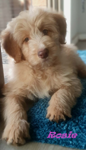 Bordoodle – Lismore