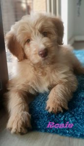 Bordoodle – Lismore