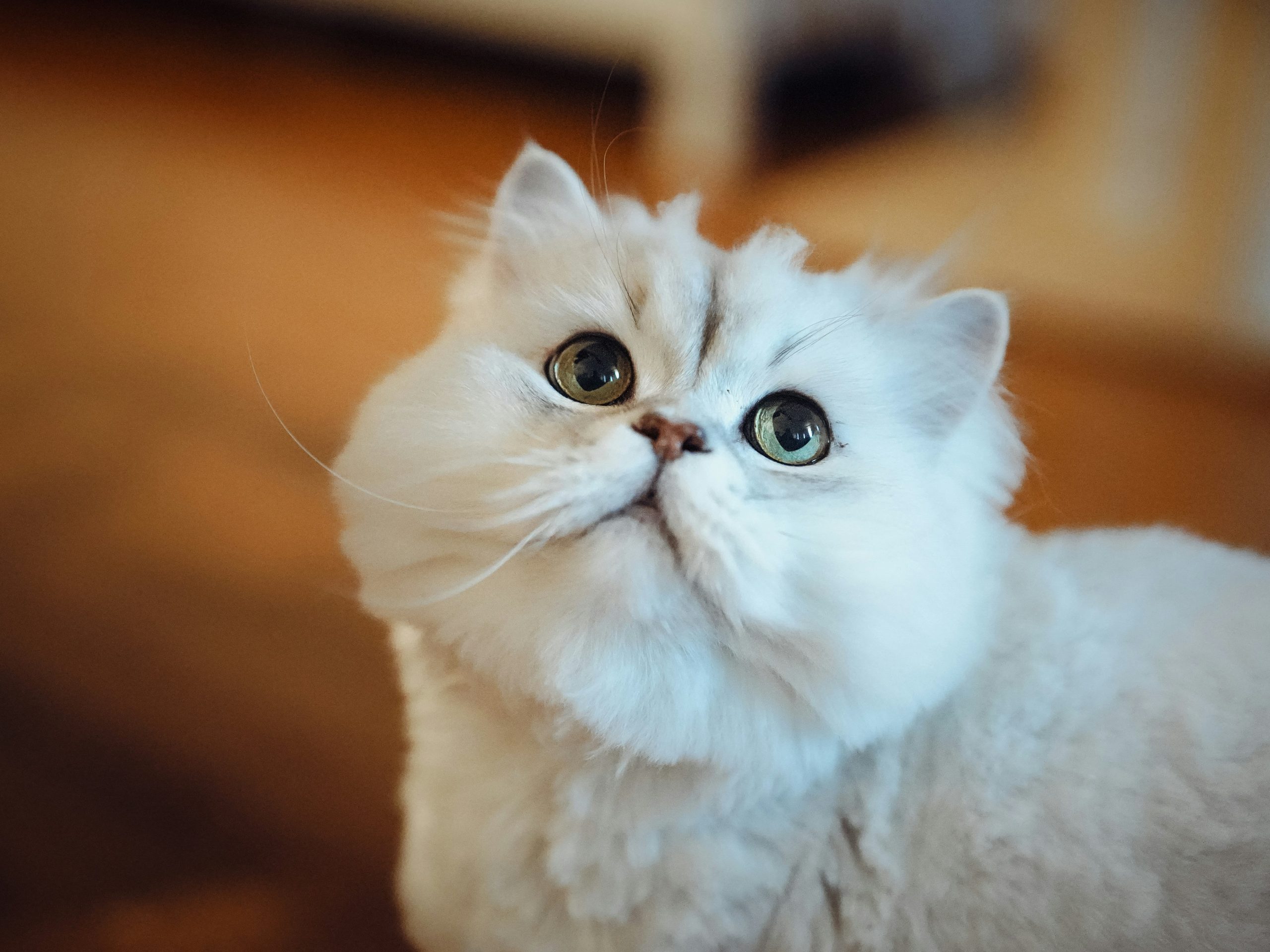 Chinchilla Persian