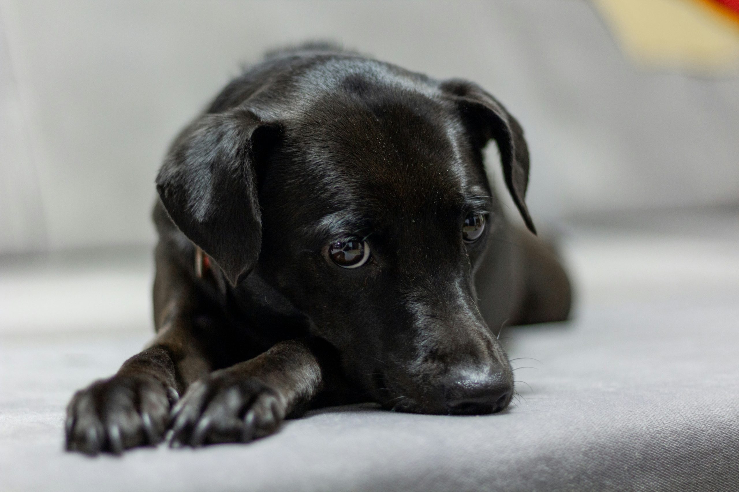 Patterdale Terrier