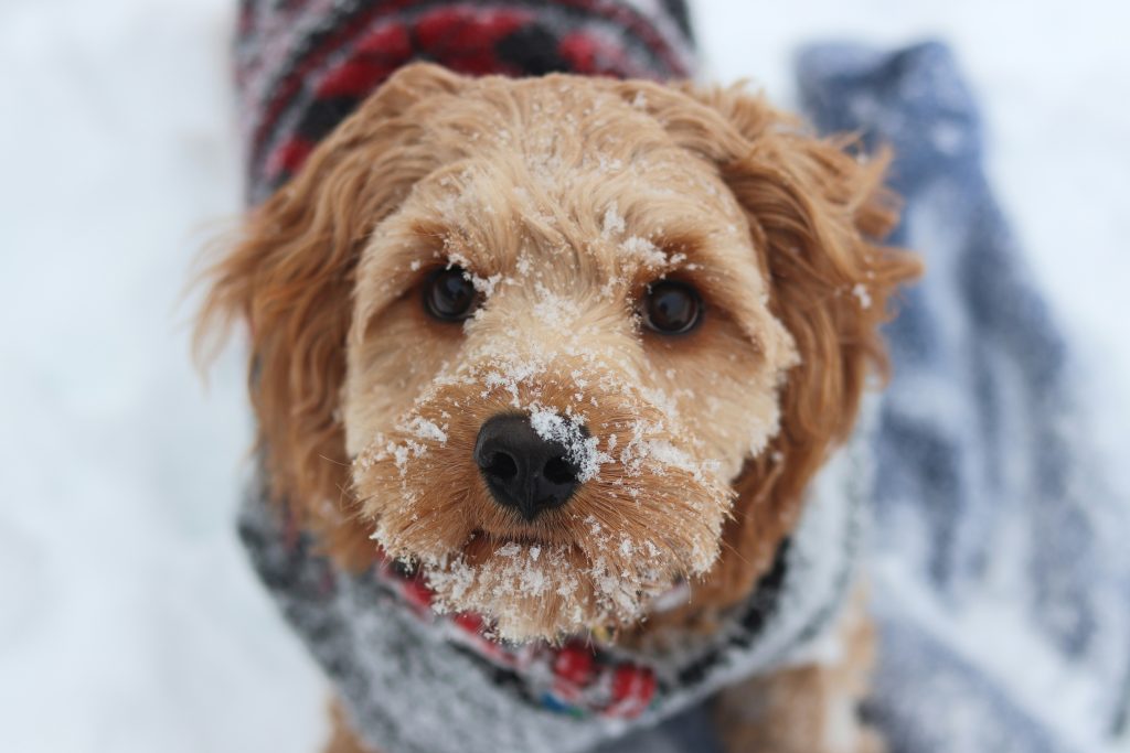 Winter Must-Haves for Pets