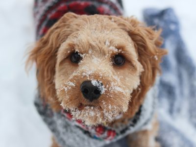 6 Winter Must-Haves for a Clean, Cosy Pet Household