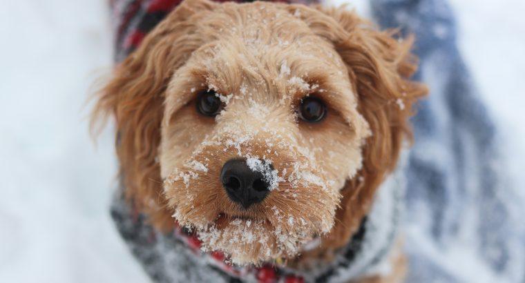 6 Winter Must-Haves for a Clean, Cosy Pet Household