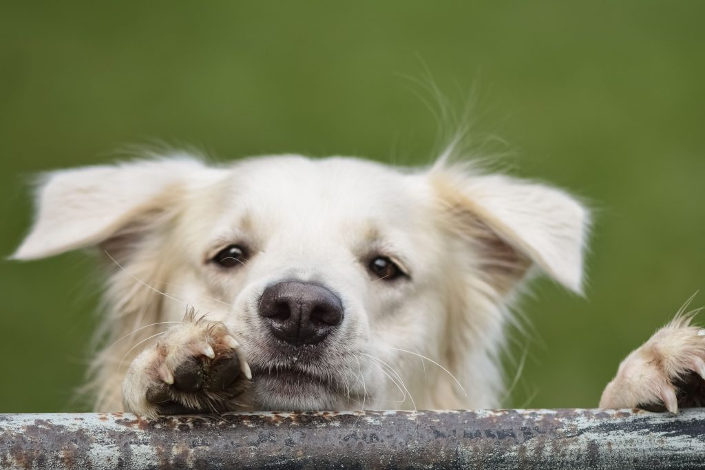 PetsForHomes Verification Text