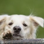 PetsForHomes Verification Text