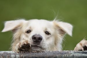 PetsForHomes Verification Text