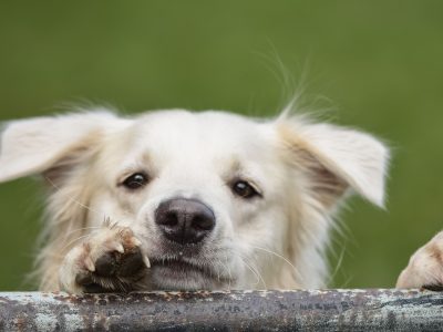 PetsForHomes Verification Text