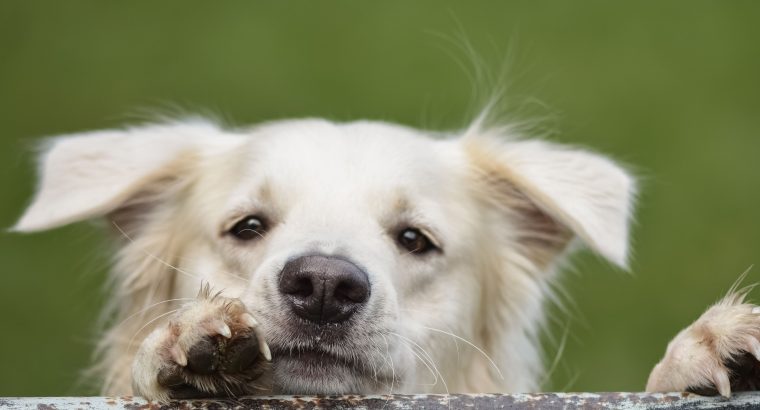 PetsForHomes Verification Text
