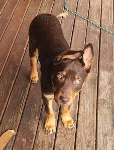 Australian Kelpie – Nittaya