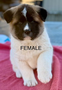 Akita – Herne Hill