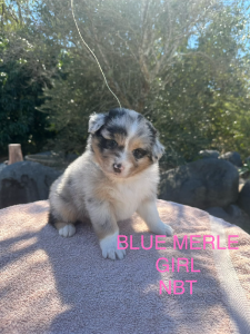 Australian Shepherd – Yeppoon