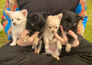Chihuahua – Wodonga