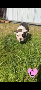 Boston Terrier – Dubbo