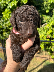 Curly-Coated Retriever – Port Augusta