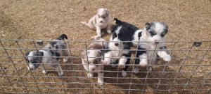 Australian Shepherd – Margaret Smith