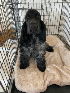 Cocker Spaniel – Port Elliot
