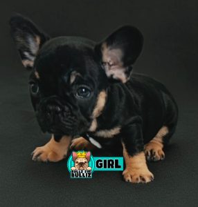French Bulldog – Sandy Hollow
