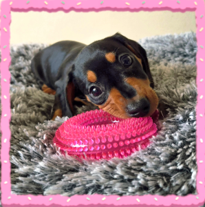 Dachshund – Morley