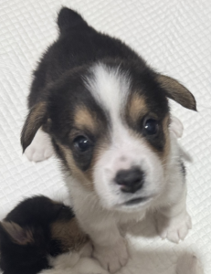 Corgi – Albury
