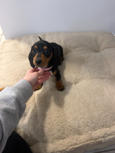 Miniature Dachshund – Victor Harbor