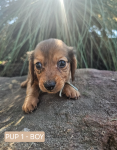 Dachshund – Crestmead