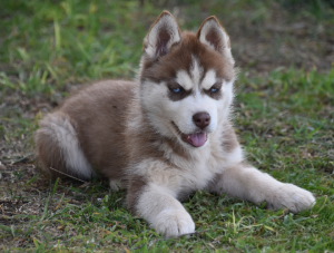 Dogs – Inverell