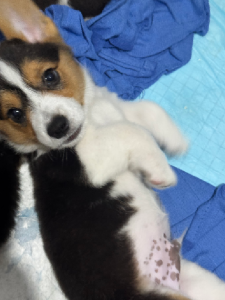 Corgi – Albury