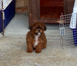 Cavoodle – Mangrove Mountain