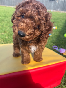Cavoodle – Dana