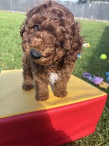 Cavoodle – Dana