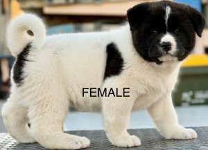 Dogs – Herne Hill