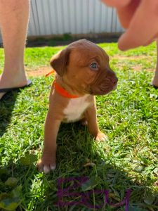 Dogue De Bordeaux – Parkes