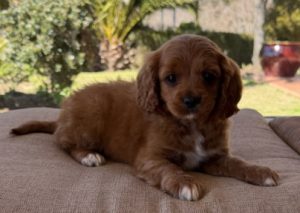Dogs – Bathurst